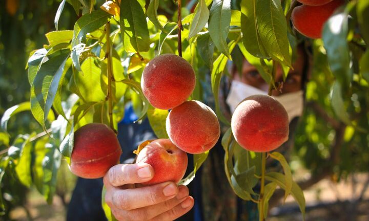 هلو و شلیل همچنان بازار جهانی را در دست دارند بازار