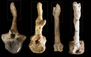 dinosaur-bone-6912f5bc00044416ed58dfd3