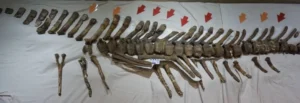 dinosaur-bone-6912f5bc00044416ed58dfd3