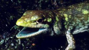 قرمز