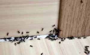 مورچه